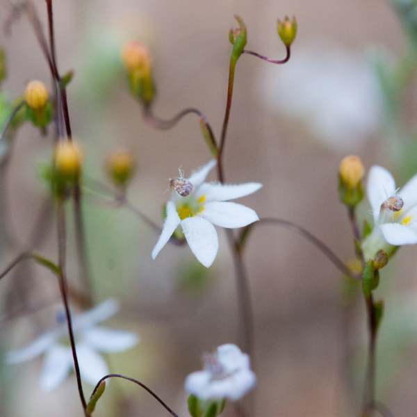 Nemacladus secundiflorus
