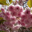 八重櫻(薔薇科木本植物) 八重櫻(薔薇科木本植物)