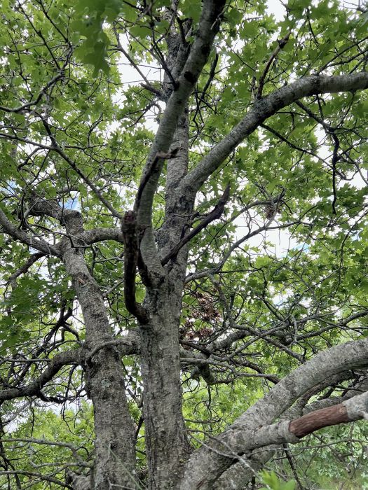 槭葉櫟(Quercus acerifolia)
