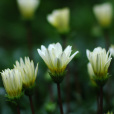 雨菊(白藍菊) 雨菊(白藍菊)