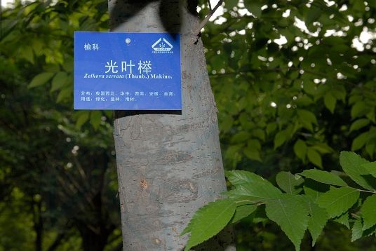 光葉櫸YC 光葉櫸YC