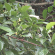 大果藤黃 大果藤黃