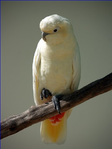 紅肛鳳頭鸚鵡