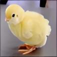 3D Baby Chick Slots-FREE