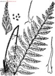毛軸鐵角蕨