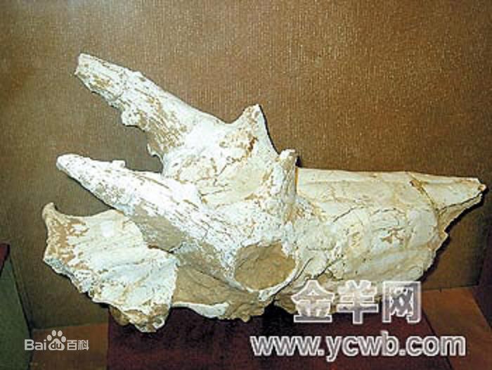 薩摩麟頭骨化石