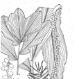 密花瓦理棕 密花瓦理棕