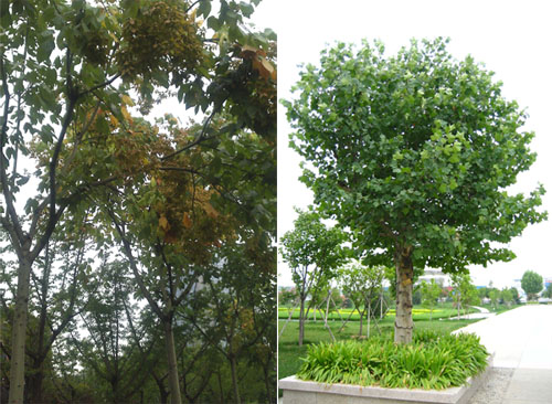 中國梧桐樹幹（左）及法國梧桐樹幹（右）