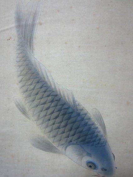 長鰭鯉魚翁 長鰭鯉魚翁