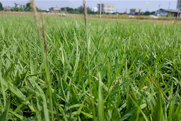 蘭引2號 蘭引2號