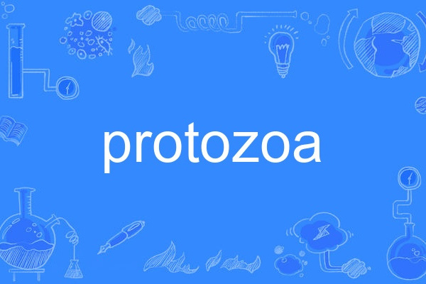 protozoa protozoa