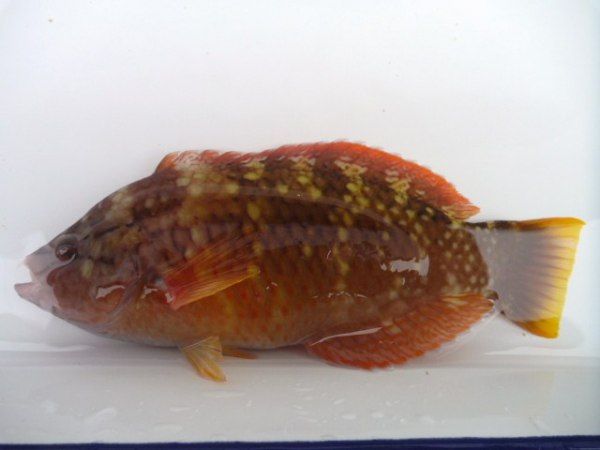 紅頸擬隆頭魚