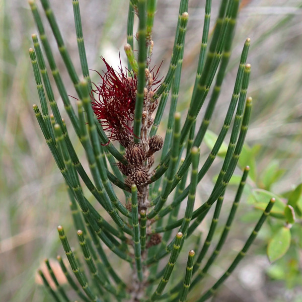 Allocasuarina zephyrea