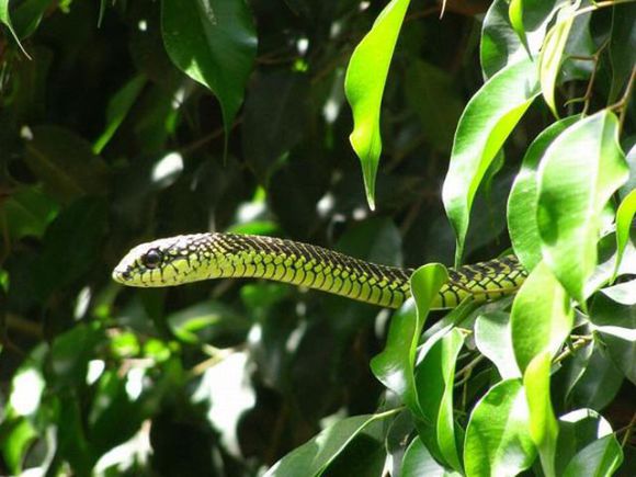 樹蛇