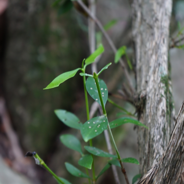 Coptosperma supra-axillare