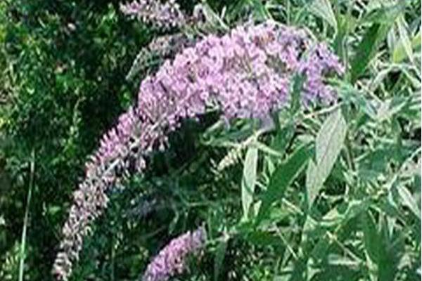 Buddleja davidii \x27Niche\x27s Choice\x27 Buddleja davidii \x27Niche\x27s Choice\x27