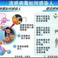 乙流 乙流