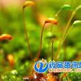 蒴帽 蒴帽