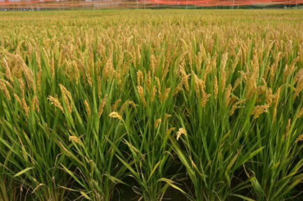 常農粳14號 常農粳14號