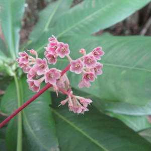 Tapeinosperma golonense