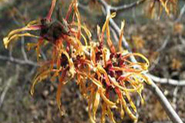 Hamamelis × intermedia \x27Feuerzauber\x27 FIRE CHARM Hamamelis × intermedia \x27Feuerzauber\x27 FIRE CHARM