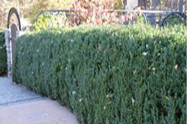 Buxus \x27Green Mountain\x27