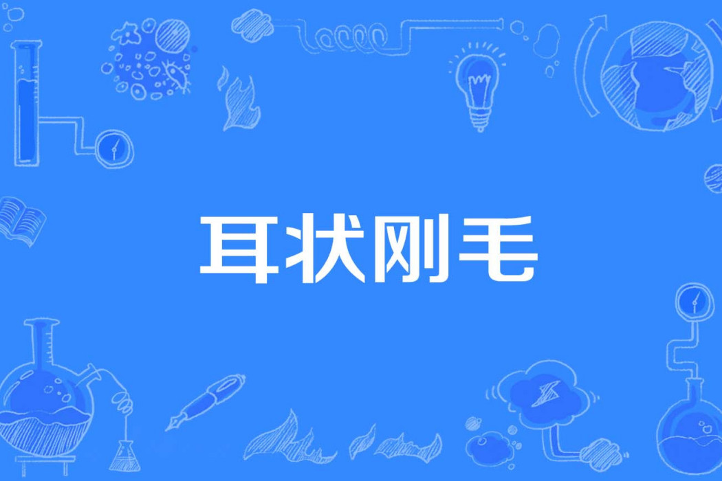 耳狀剛毛 耳狀剛毛