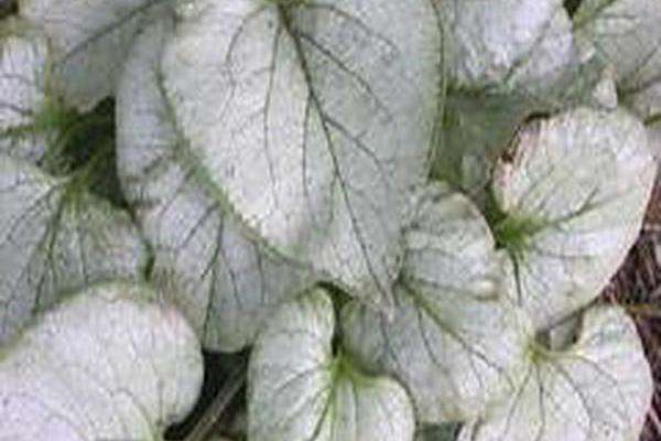Brunnera macrophylla \x27Looking Glass\x27