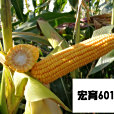 宏育601 宏育601