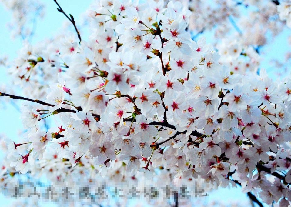 吉祥早櫻 吉祥早櫻