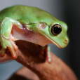 老爺樹蛙(綠雨濱蛙)