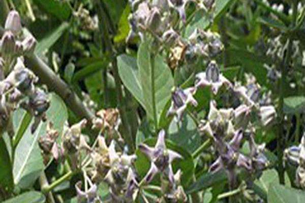 Calotropis gigantea