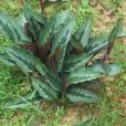 海南三七(植物名稱) 海南三七(植物名稱)