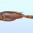 棘頭梅童魚 棘頭梅童魚