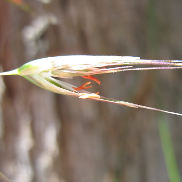 Rytidosperma clelandii