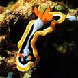 生物色 生物色