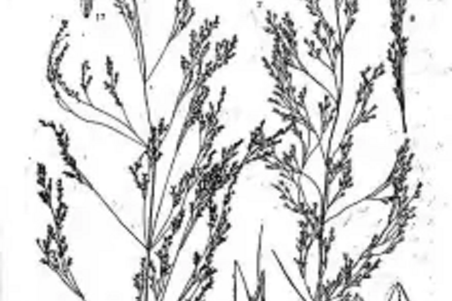 柔毛剪股穎 柔毛剪股穎