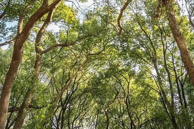 岳飛松