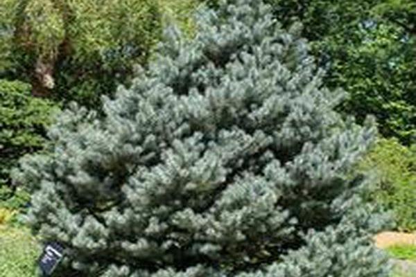 Picea pungens \x27Corbet\x27 Picea pungens \x27Corbet\x27