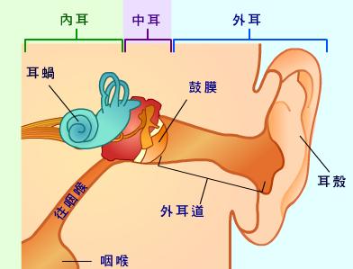 耳部結構