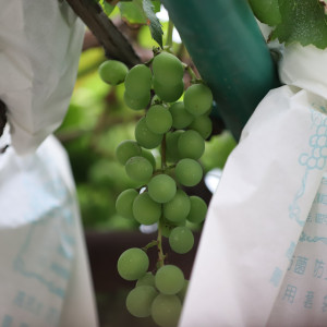 葡萄(Vitis vinifera)