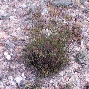 Thamnochortus fraternus
