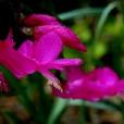 開花指數 開花指數