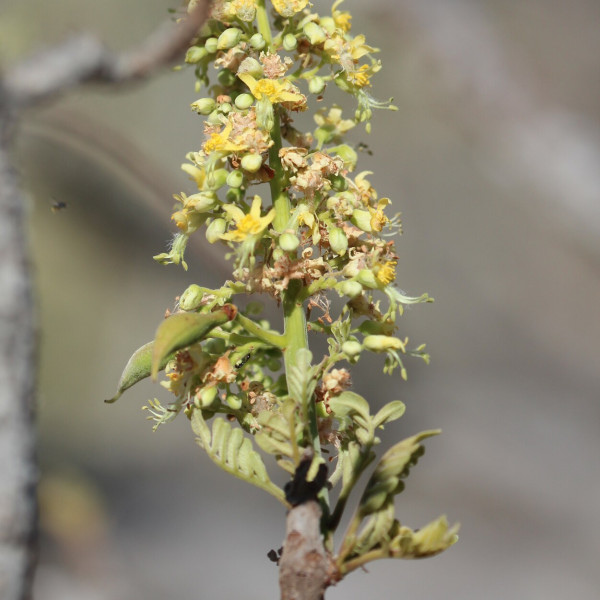 Erythrophysa aesculina
