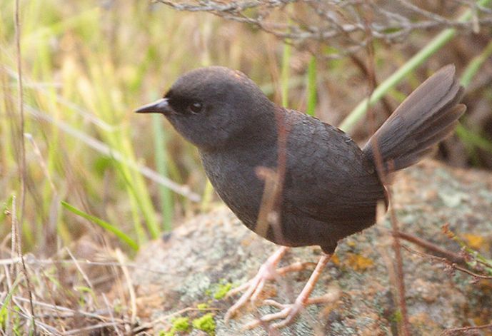 暗黑竄鳥 暗黑竄鳥