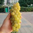 水晶葡萄 水晶葡萄