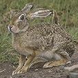 非洲草原野兔