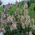 毛蕊花