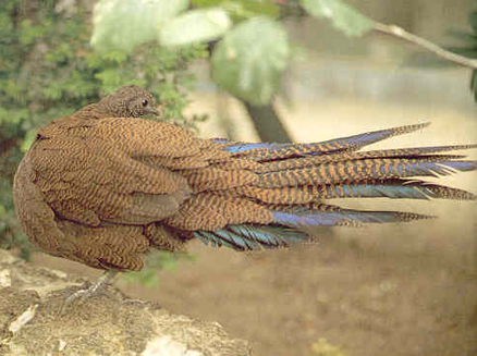銅尾孔雀雉