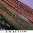 稷霉點病 稷霉點病